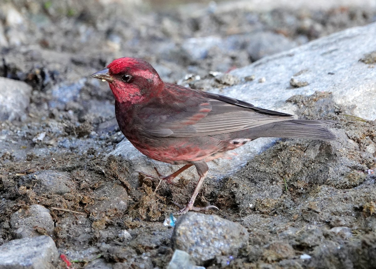 Dark-breasted Rosefinch - ML622830130