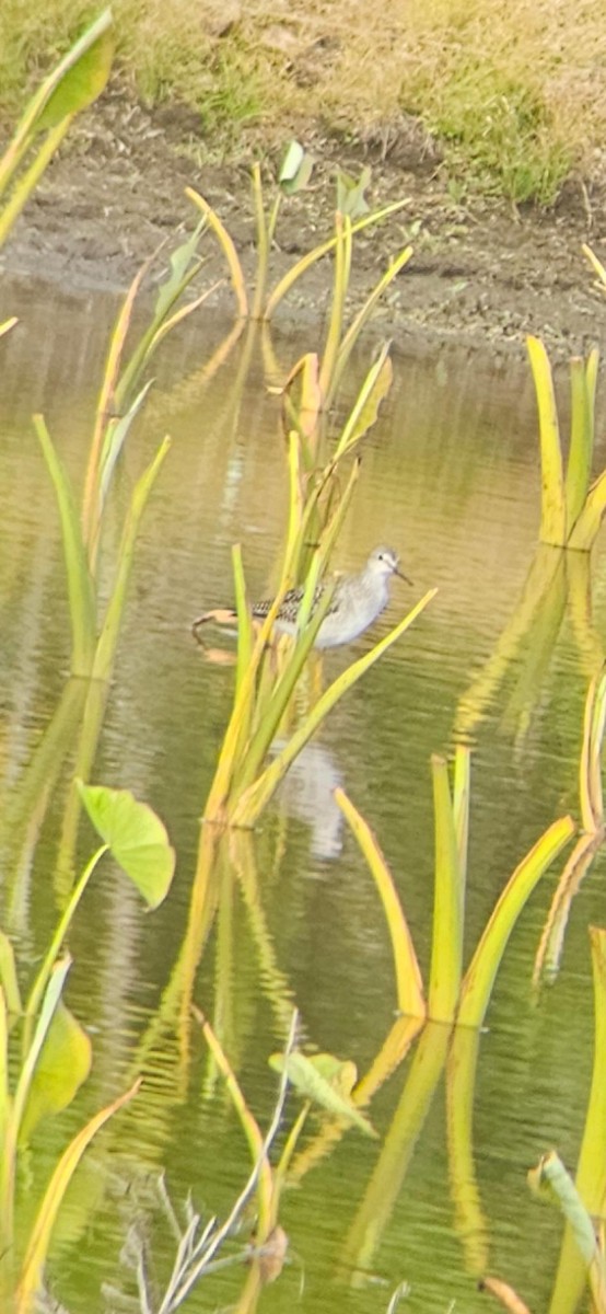 Lesser Yellowlegs - ML622830193