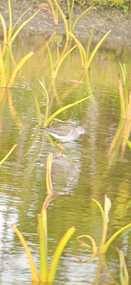 Lesser Yellowlegs - ML622830195