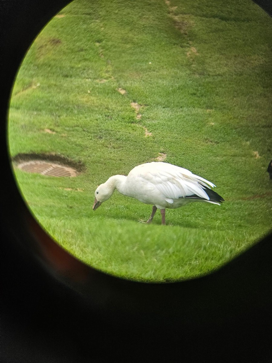 Snow Goose - ML622830206