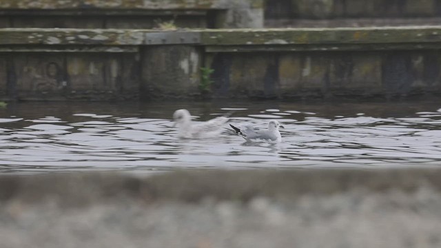 Laughing Gull - ML622830211