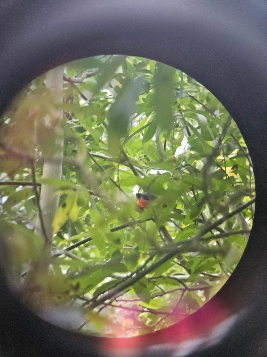 Slate-throated Redstart - ML622830231