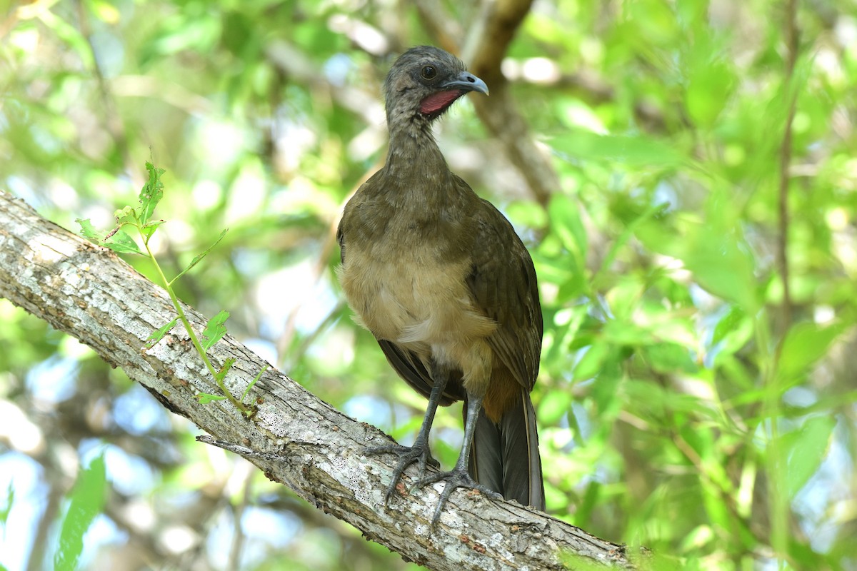 Plain Chachalaca - ML622830322