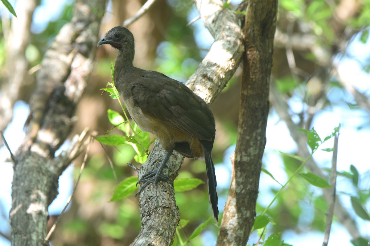 Plain Chachalaca - ML622830323