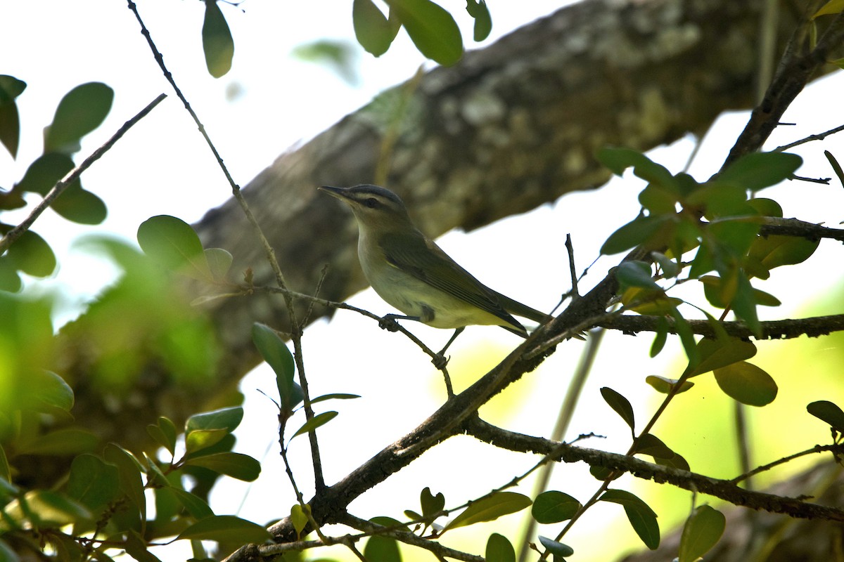 Red-eyed Vireo - ML622830347