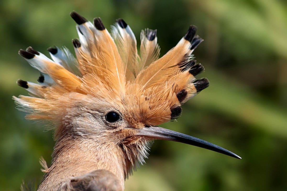 Eurasian Hoopoe - Burak Emre