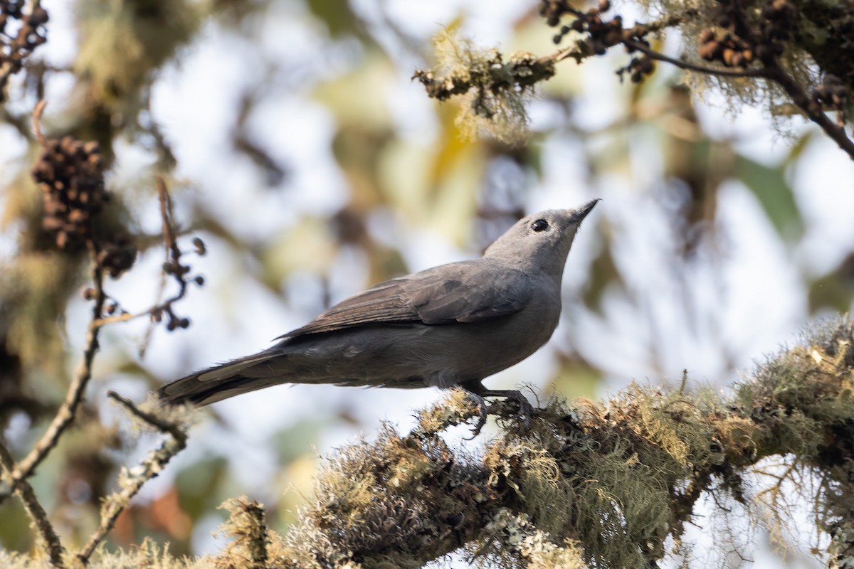 Gray Cuckooshrike - ML622830361