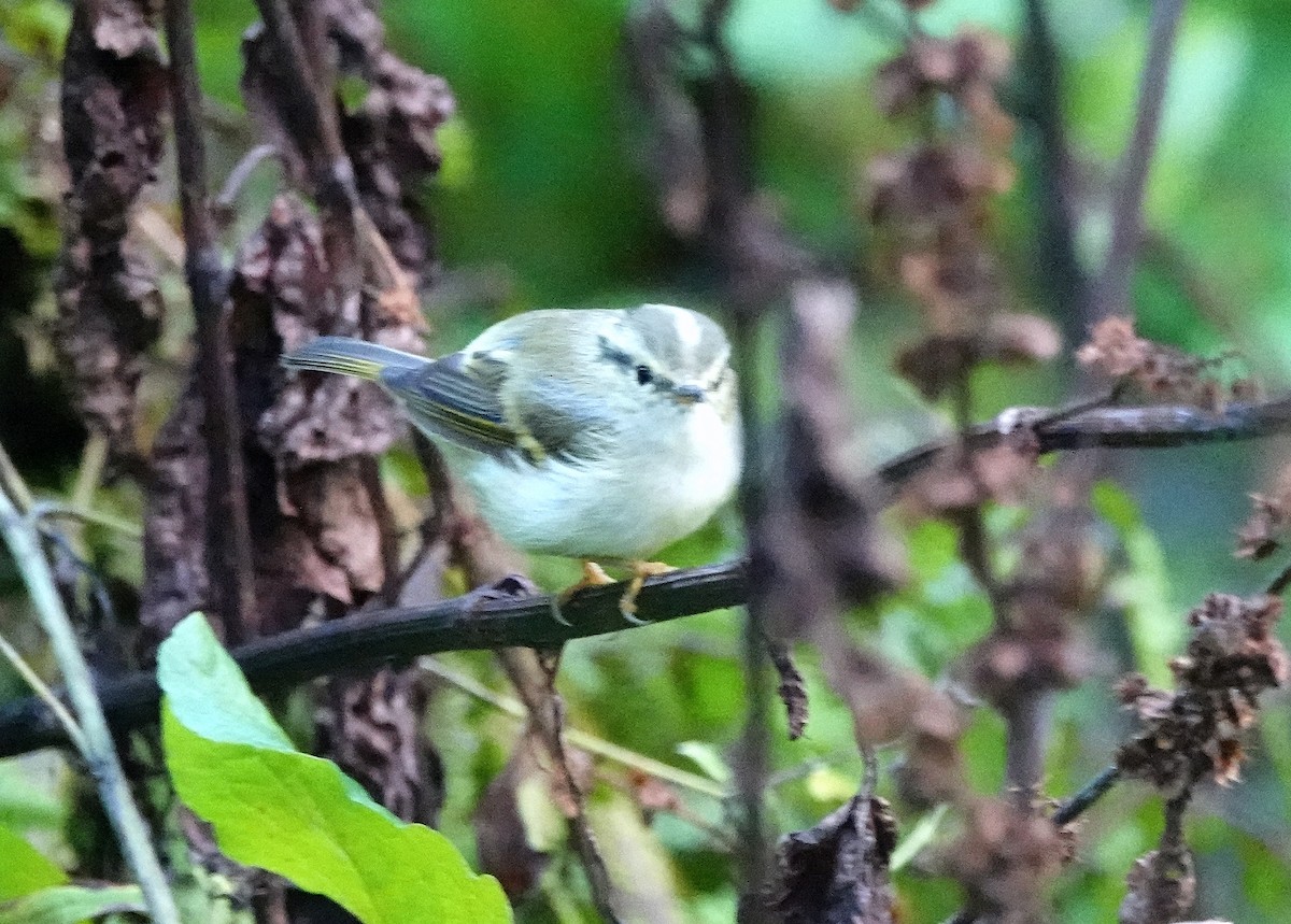 Lemon-rumped Warbler - ML622830371