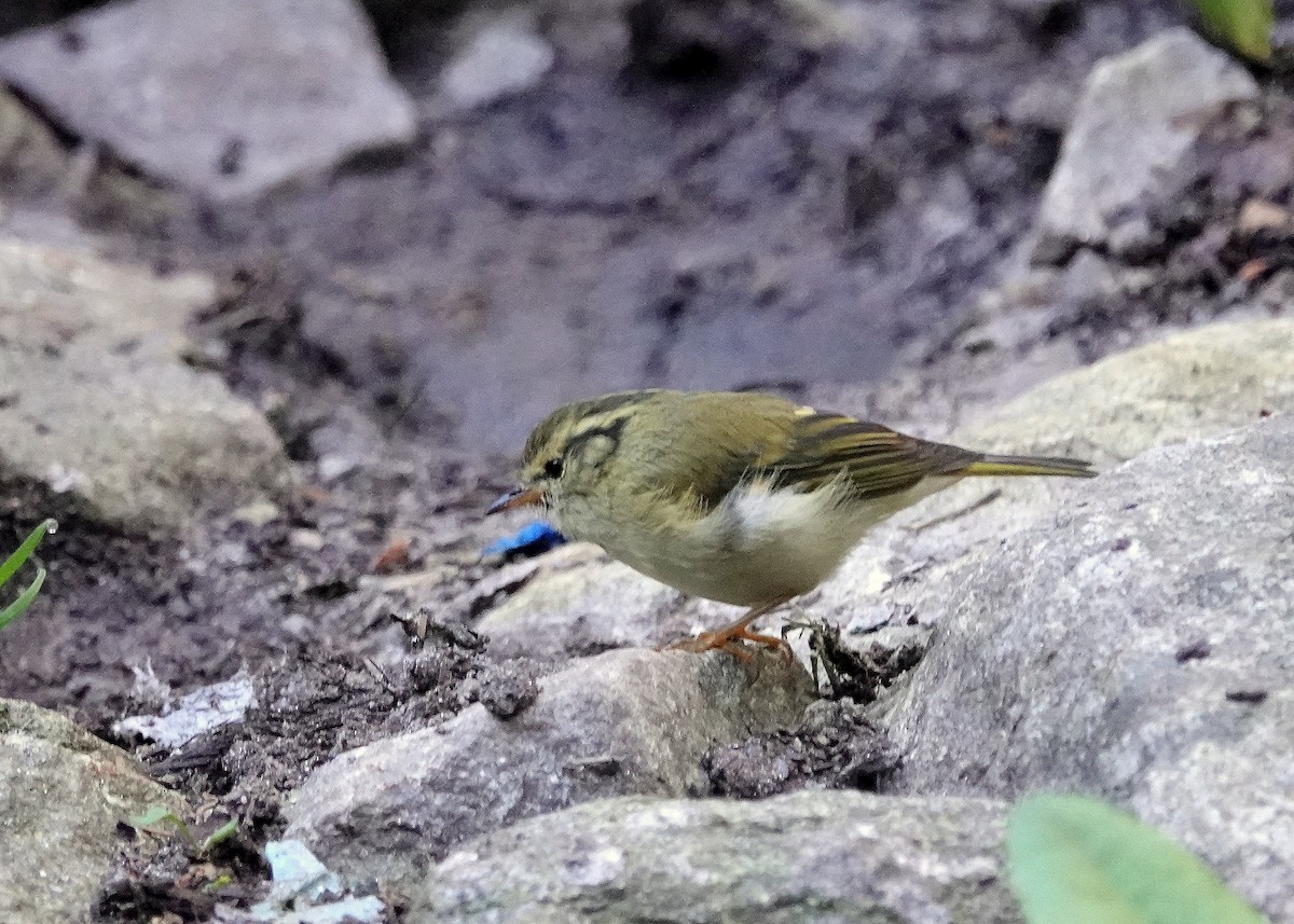 Lemon-rumped Warbler - ML622830372