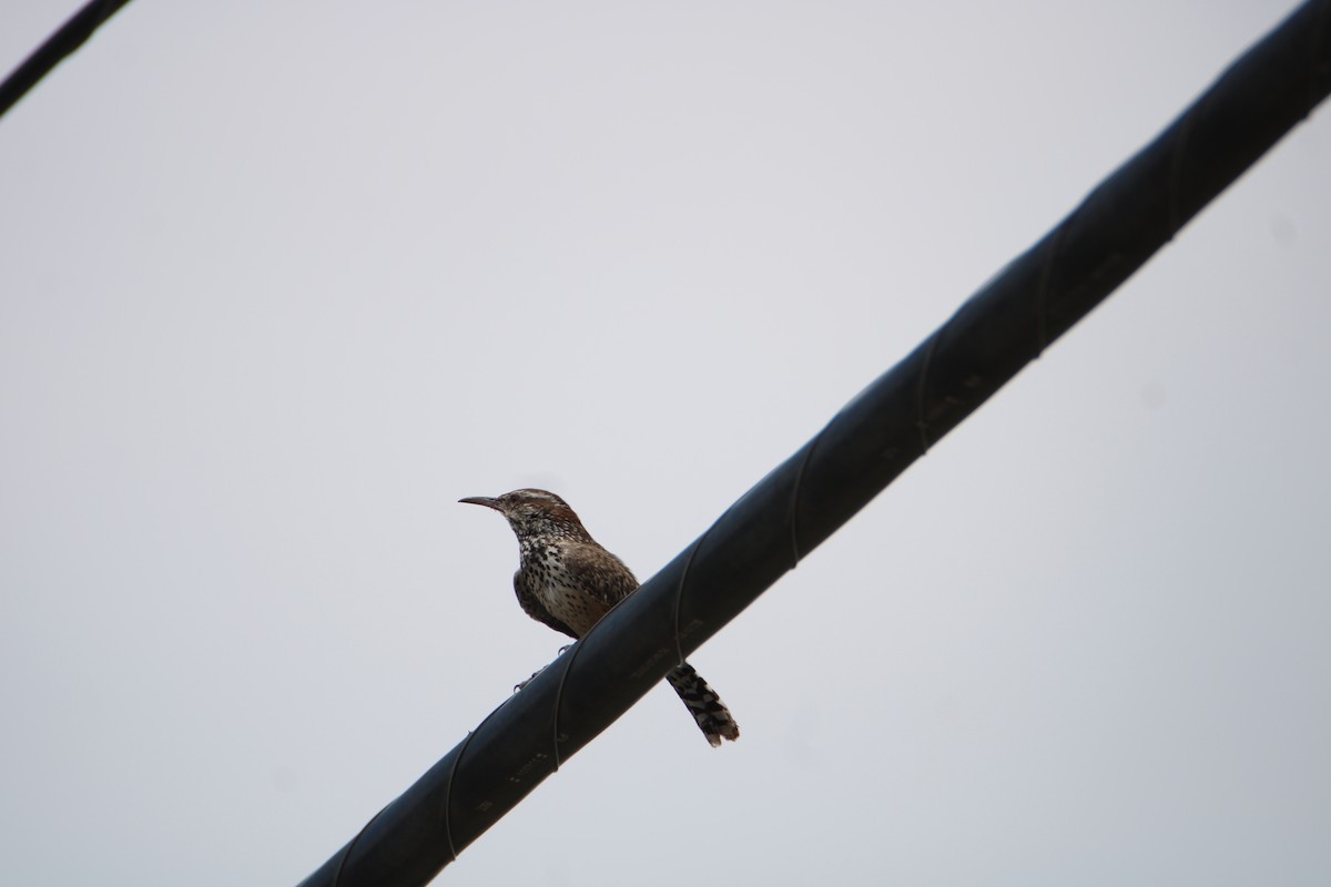 Cactus Wren - ML622830375