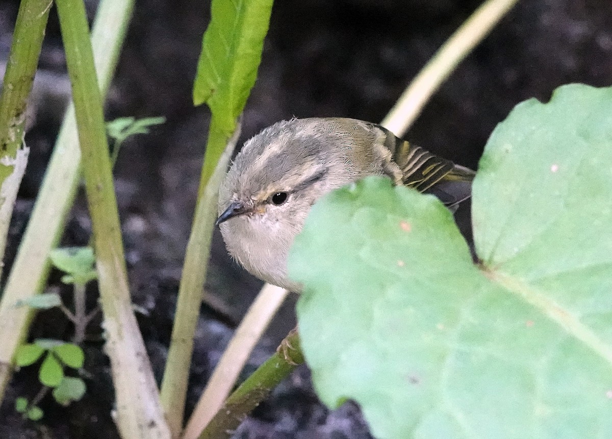 Blyth's Leaf Warbler - ML622830377