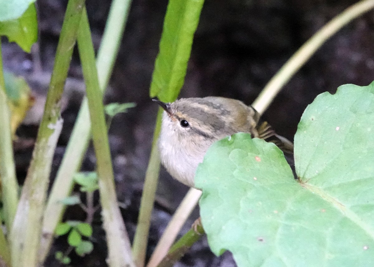 Blyth's Leaf Warbler - ML622830378