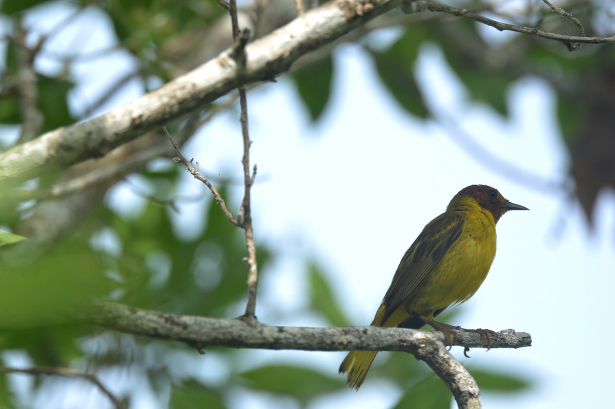 Yellow Warbler (Mangrove) - Eduardo Pacheco Cetina