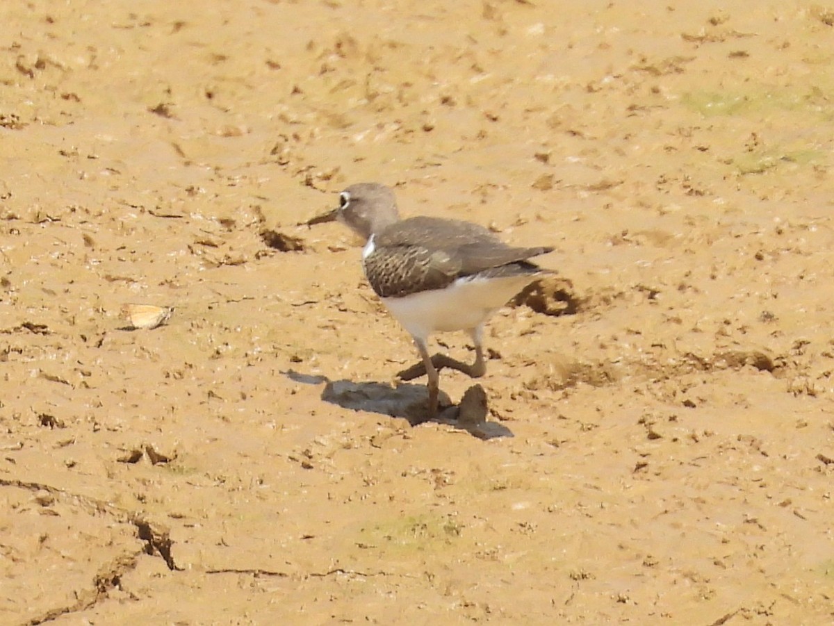 Spotted Sandpiper - Jeanene Daniels