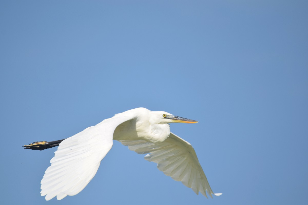 Great Blue Heron (Great White) - ML622830433