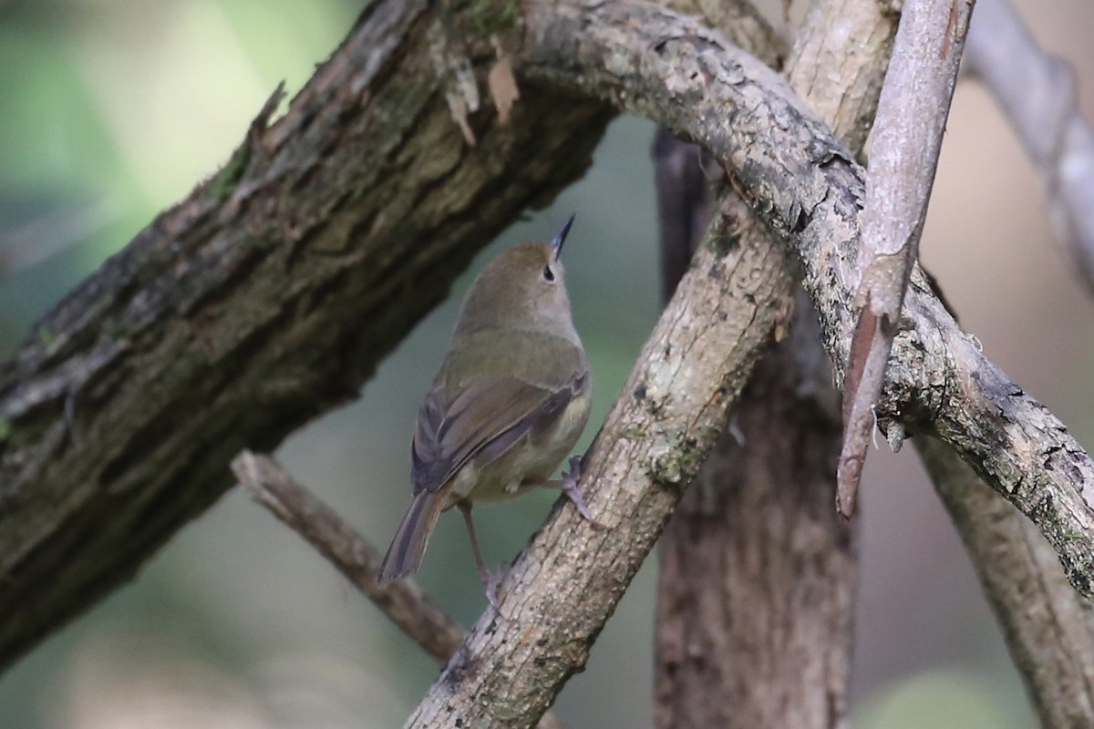 Large-billed Scrubwren - Jim Stone