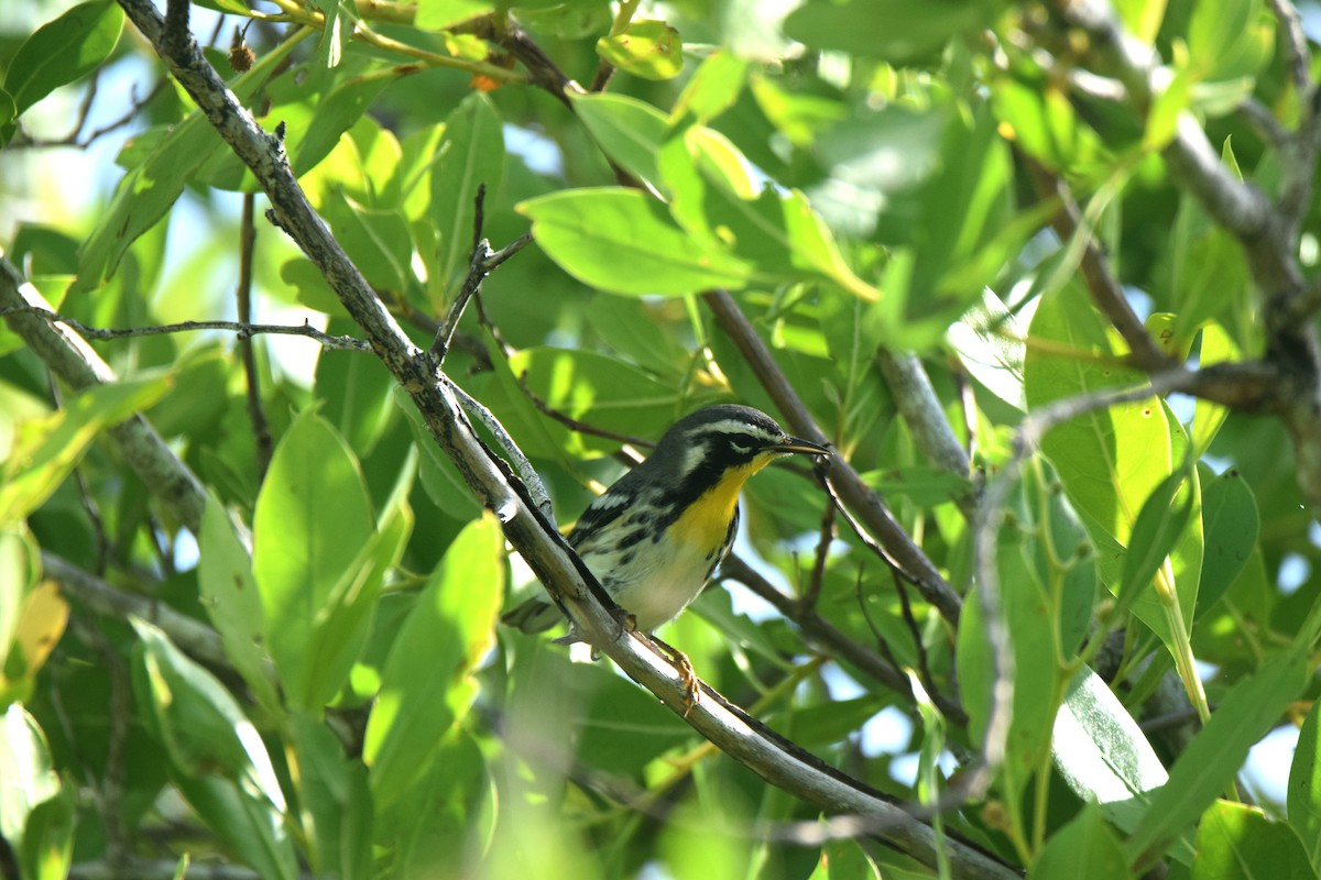 Yellow-throated Warbler - ML622830437