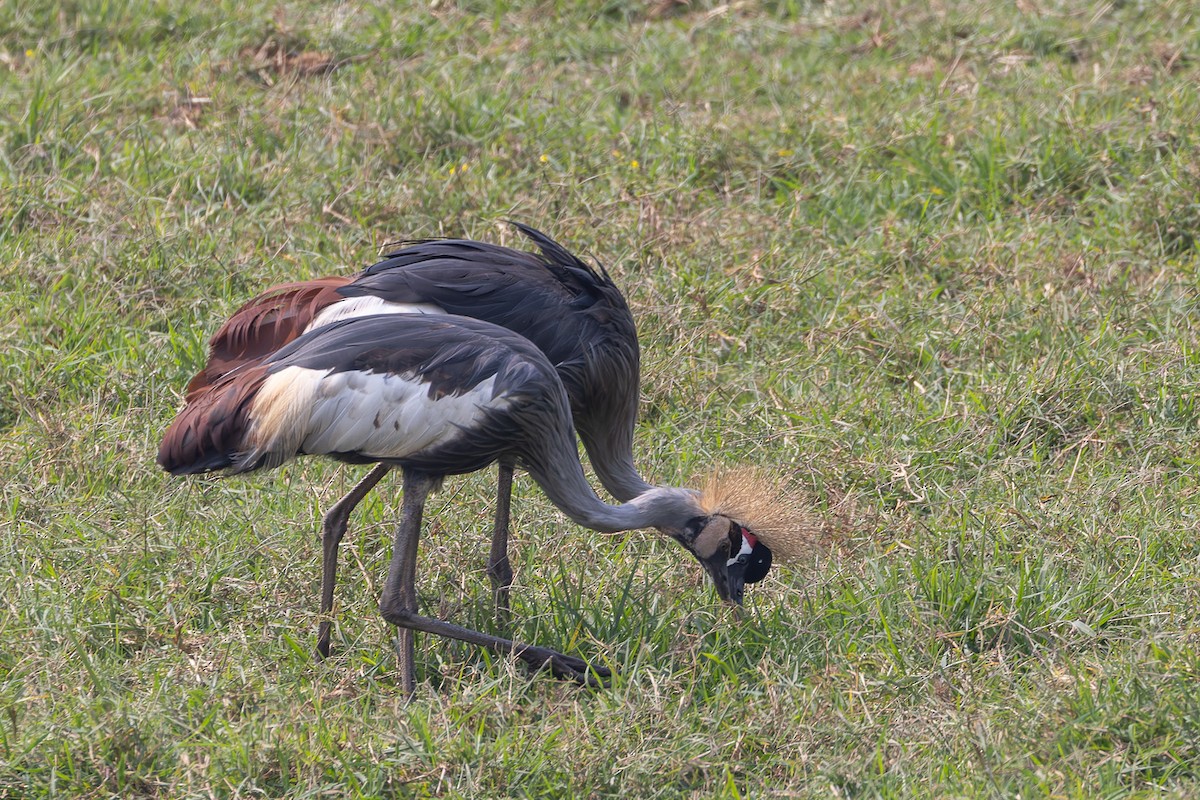 Gray Crowned-Crane - Steve Popple