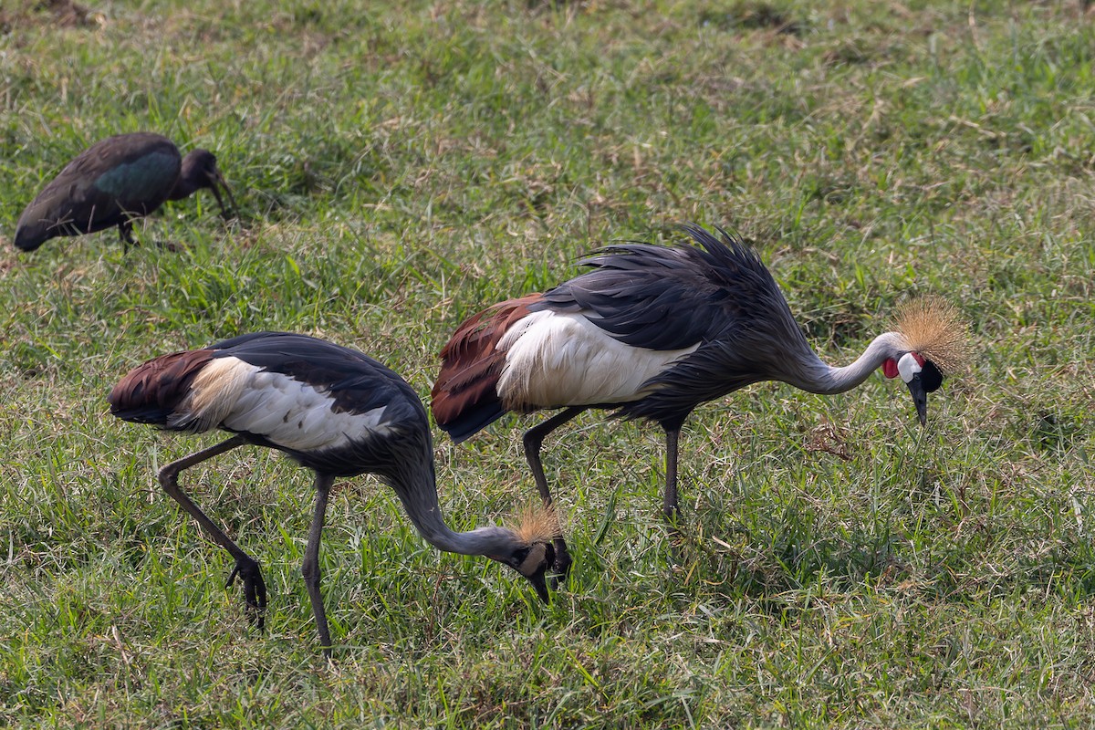 Gray Crowned-Crane - Steve Popple