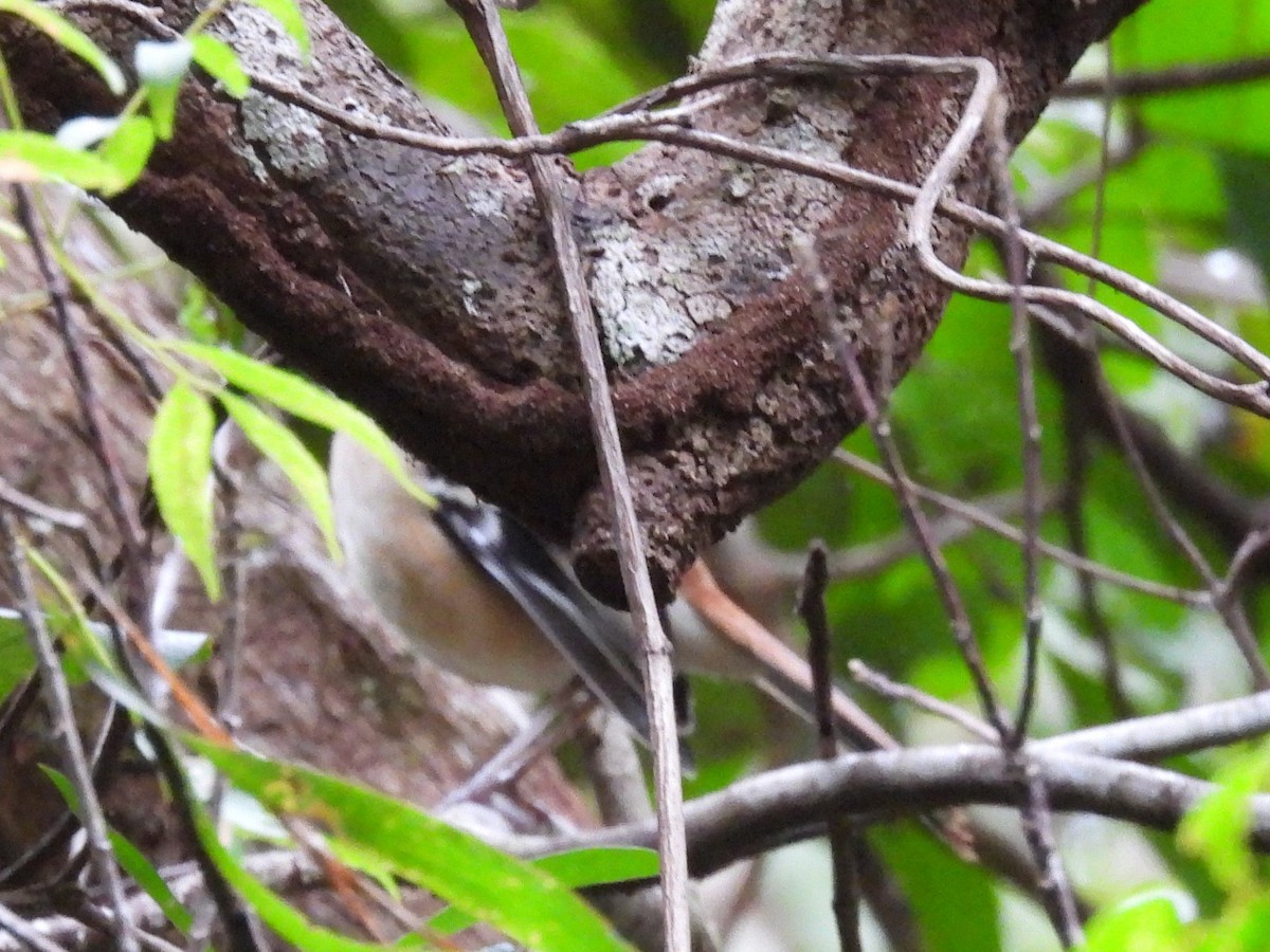 Northern Scrub-Robin - ML622830455