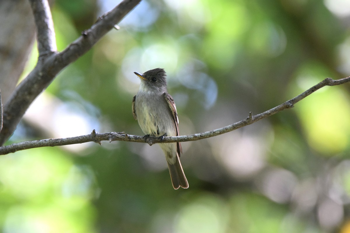 Eastern Wood-Pewee - ML622830457