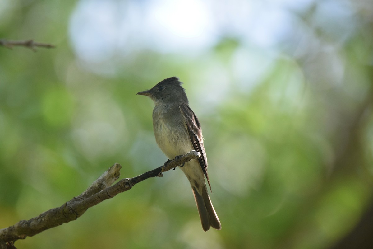 Eastern Wood-Pewee - ML622830458