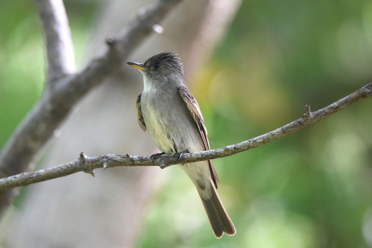 Eastern Wood-Pewee - ML622830460