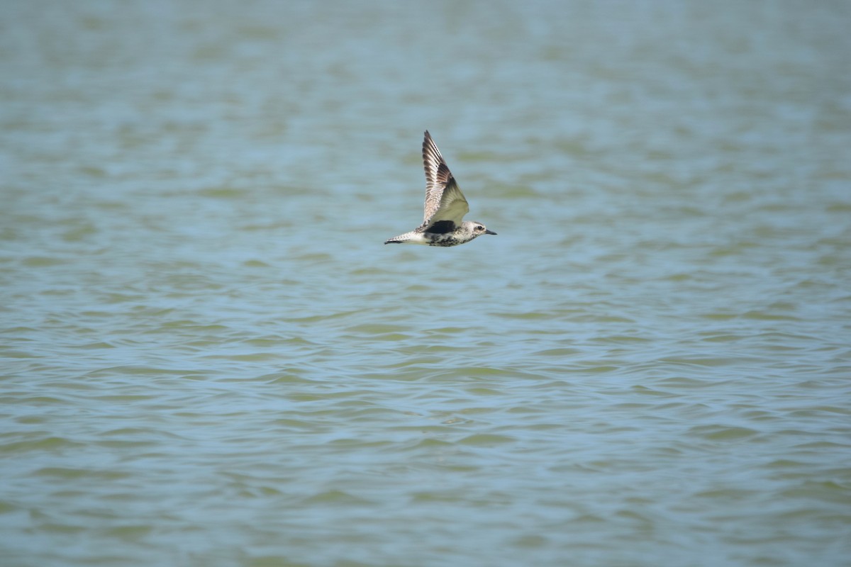 Black-bellied Plover - ML622830463