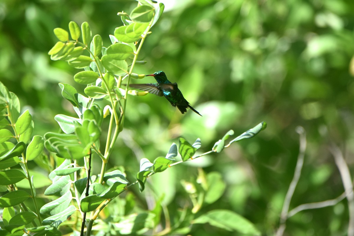 Canivet's Emerald - ML622830465