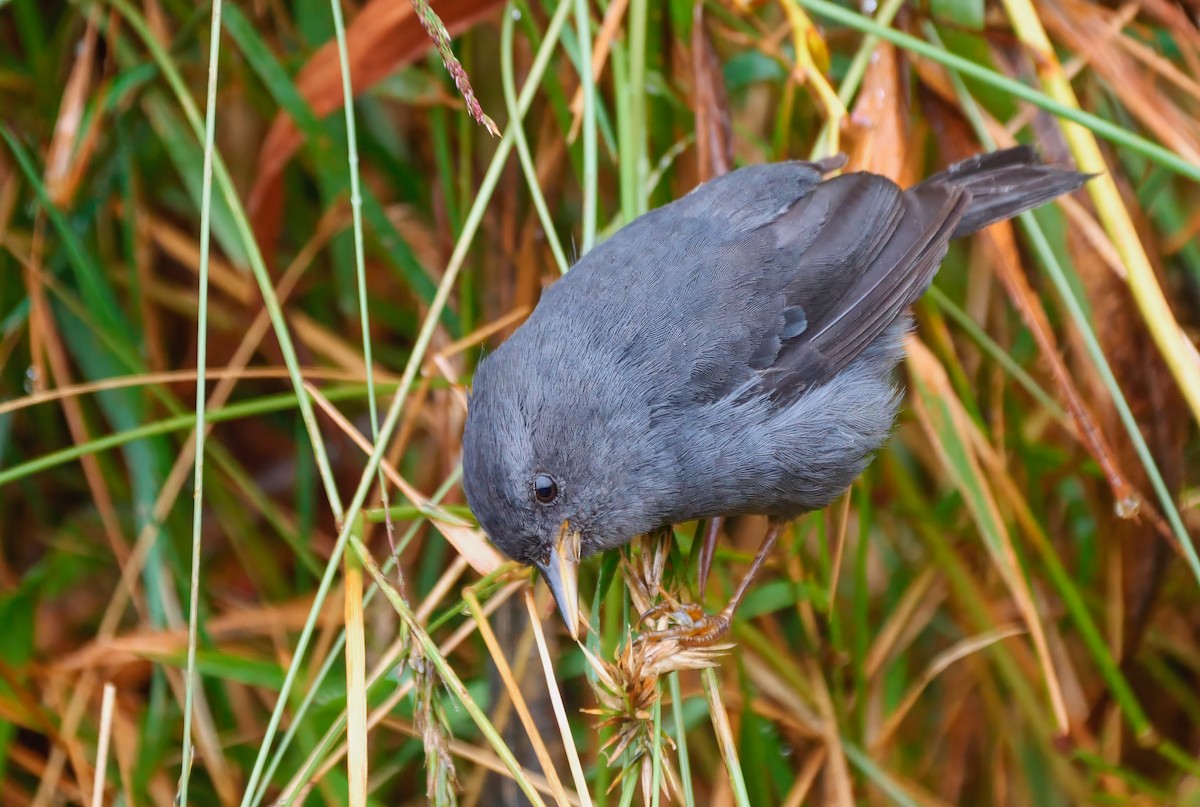 Peg-billed Finch - Mike Melton