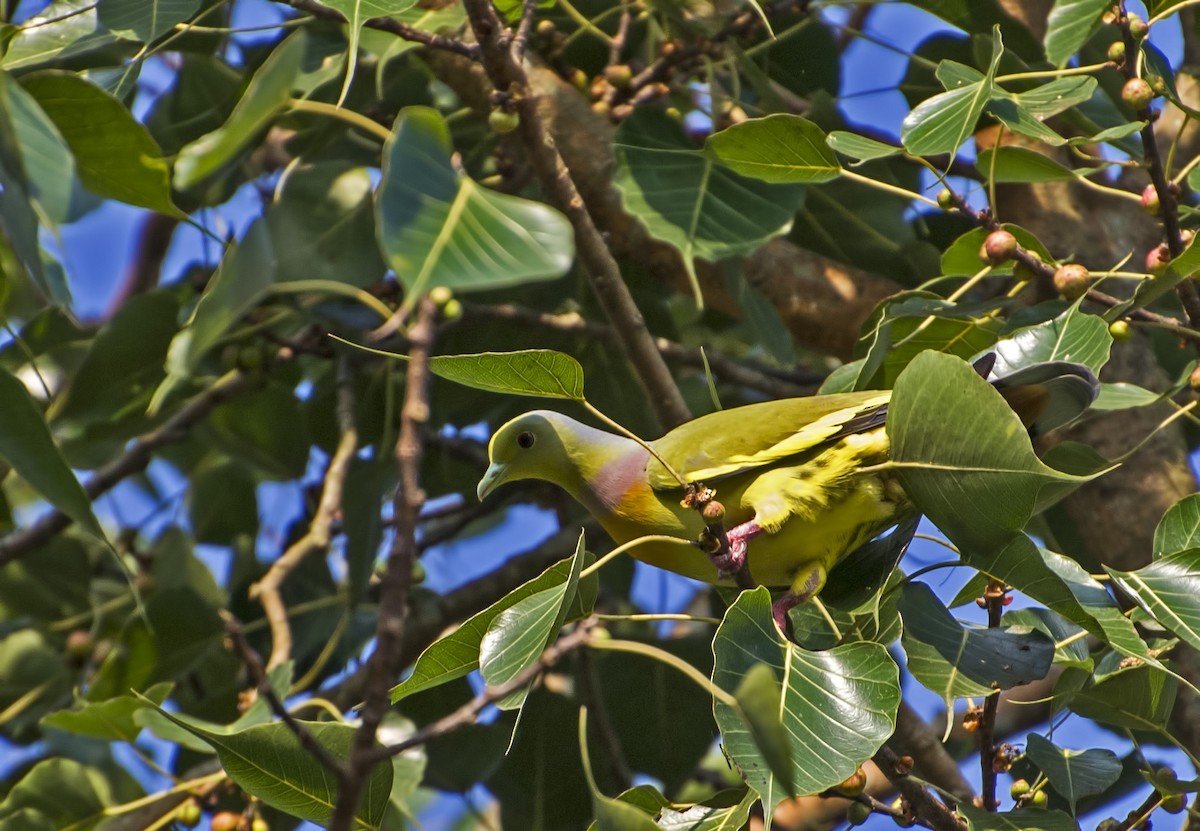 橙胸綠鳩 - ML622830480