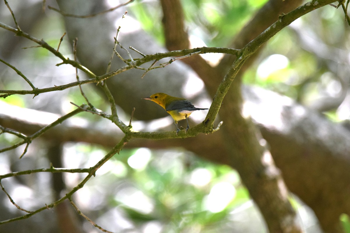 Prothonotary Warbler - ML622830486