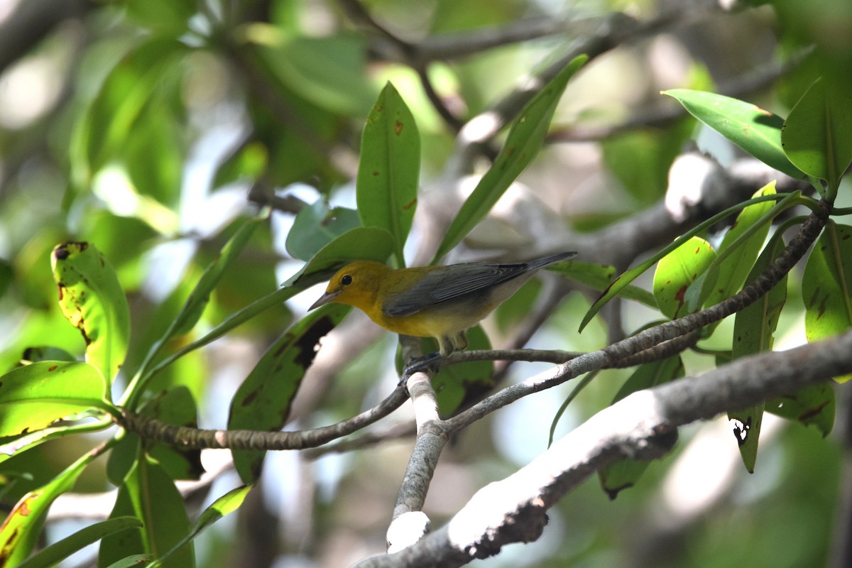 Prothonotary Warbler - ML622830487