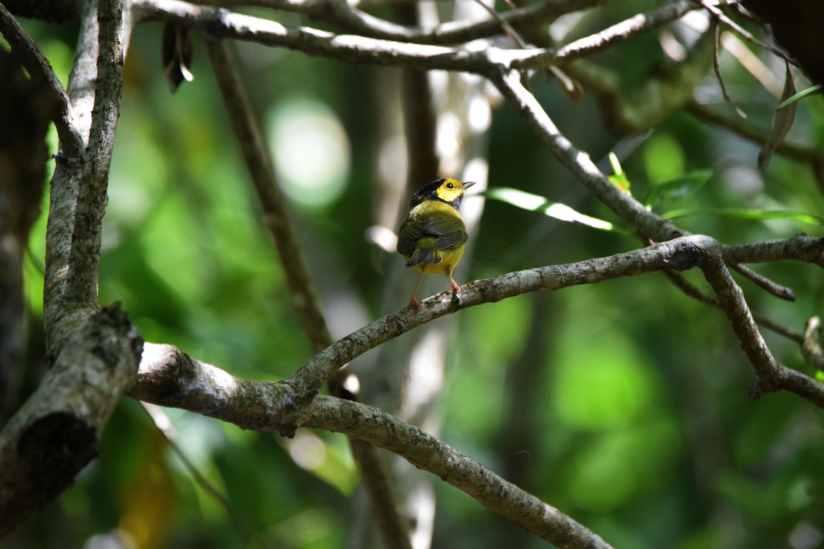 Hooded Warbler - ML622830489