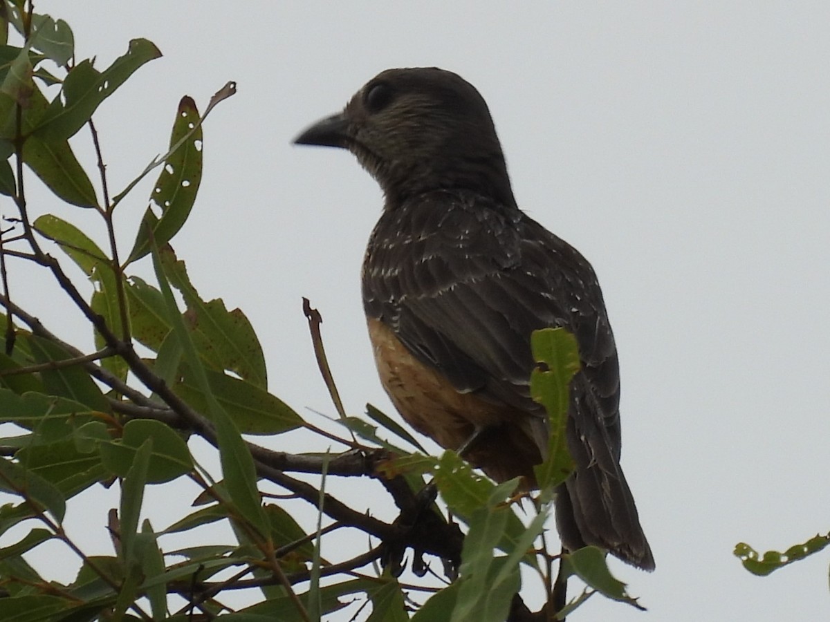 Fawn-breasted Bowerbird - ML622830492