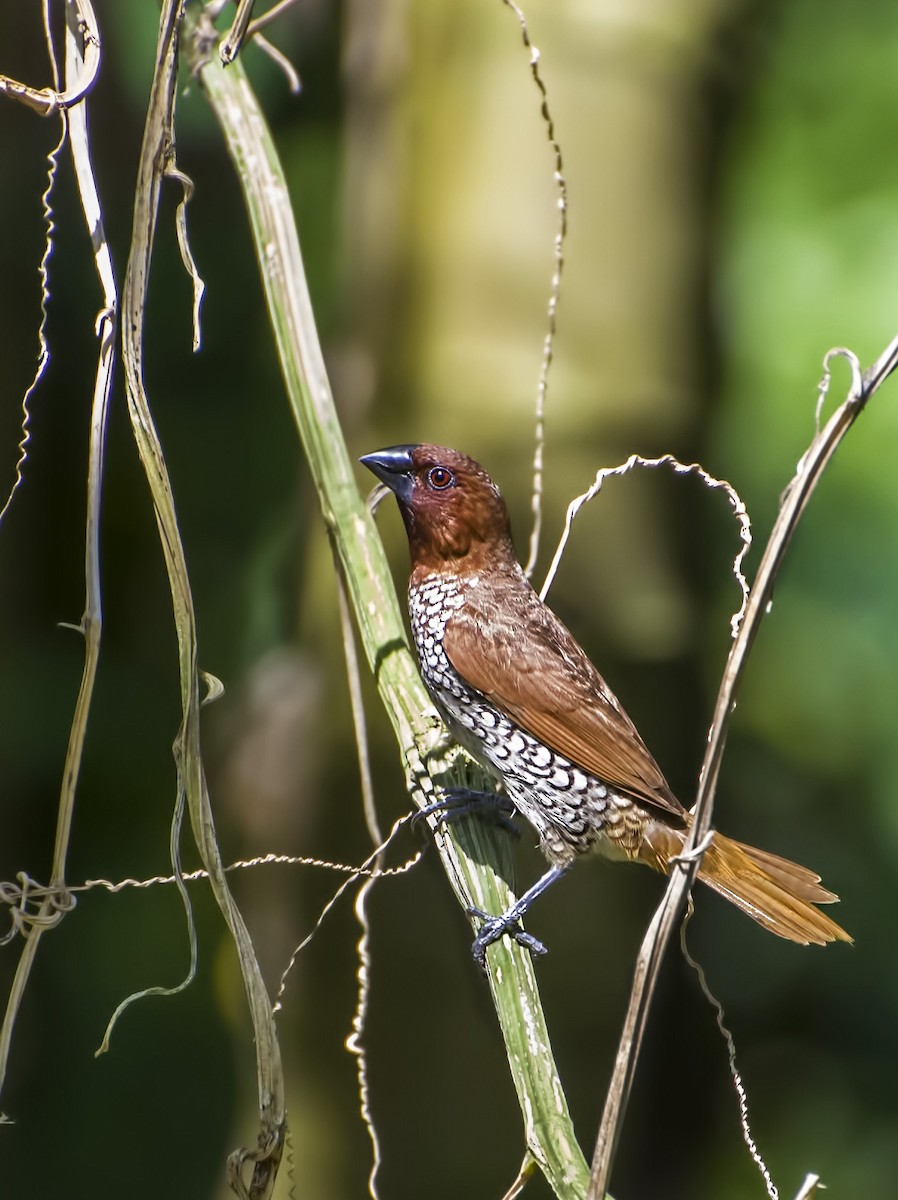 Scaly-breasted Munia - ML622830493