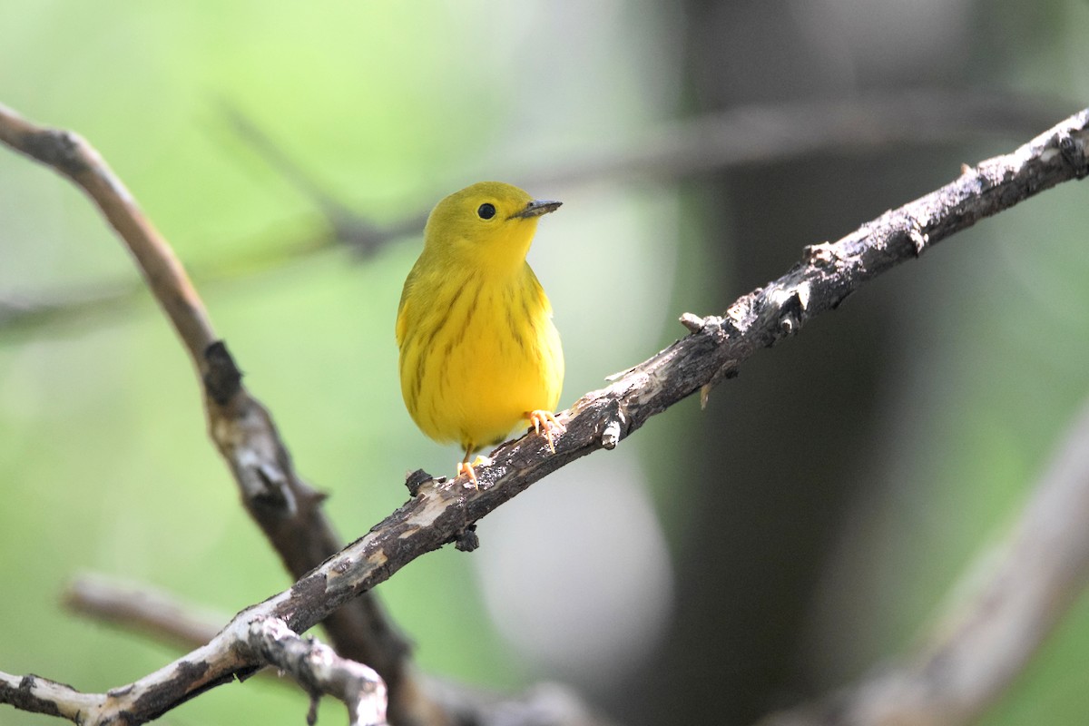 Yellow Warbler - ML622830497