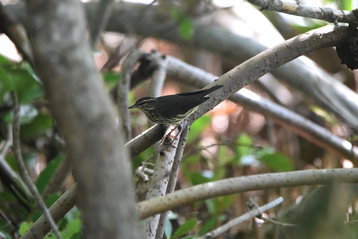 Northern Waterthrush - ML622830499