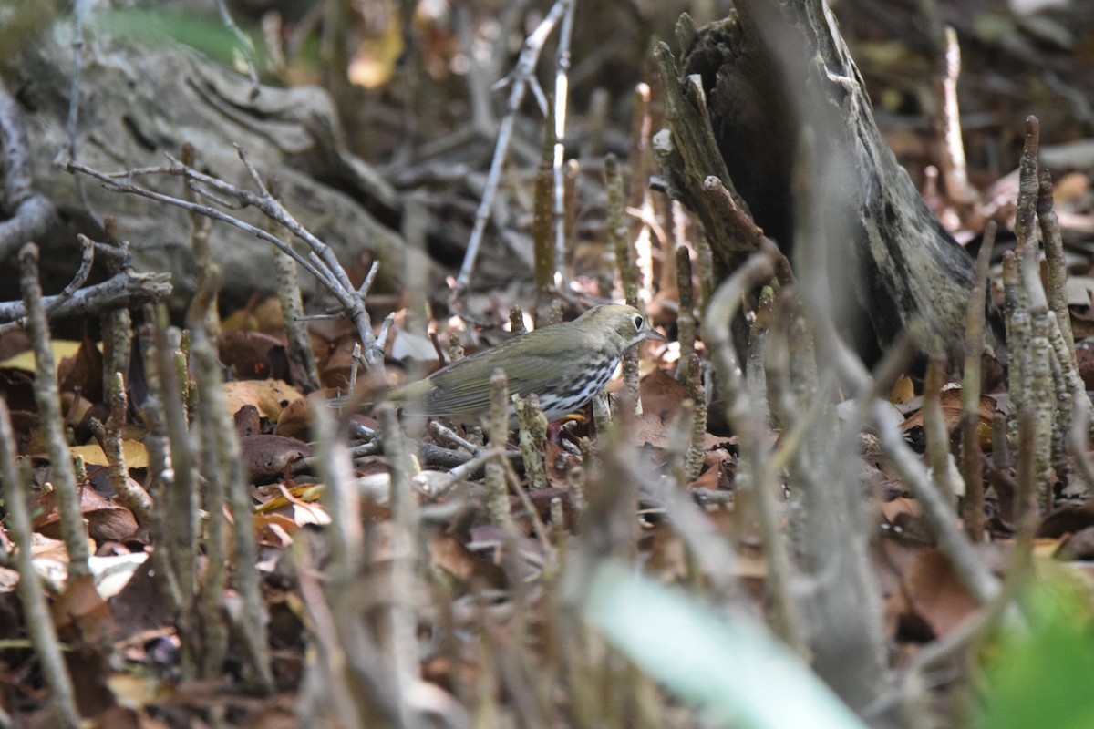 Ovenbird - ML622830500