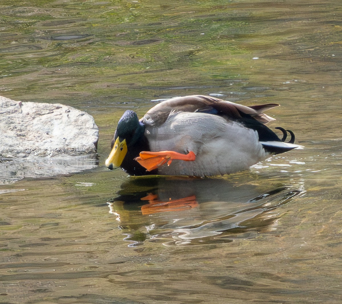 Mallard - Mary-Rose Hoang