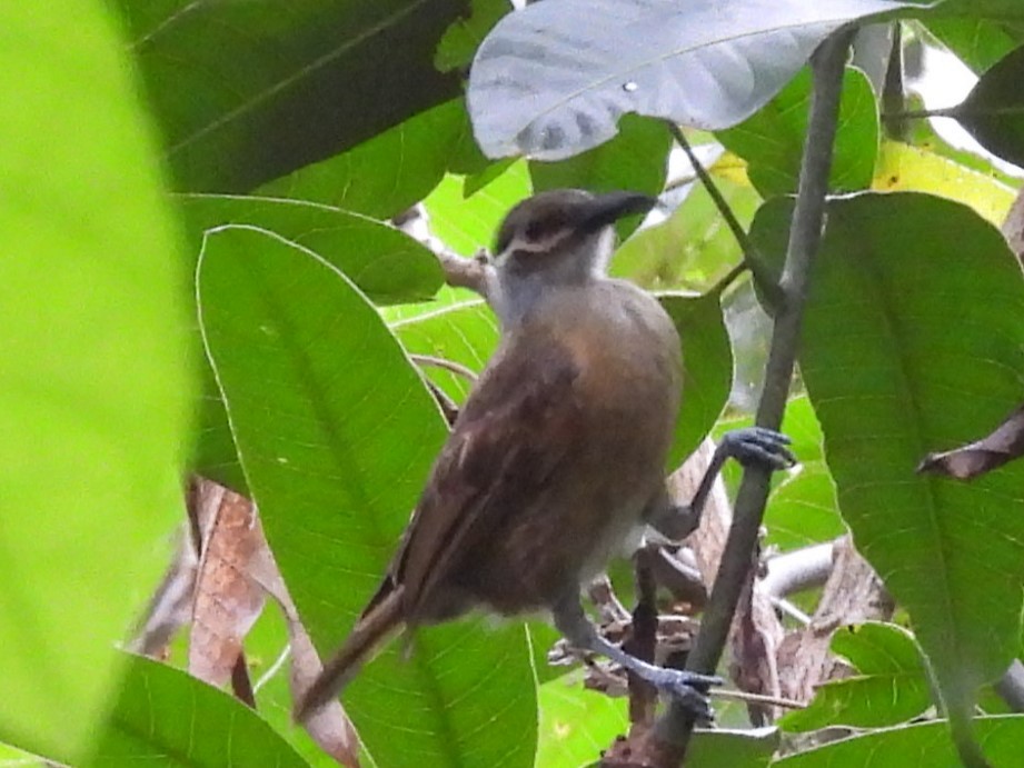 Tawny-breasted Honeyeater - ML622830587