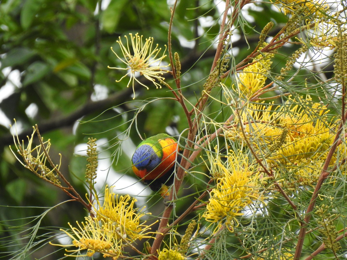 Rainbow Lorikeet - Monica Mesch