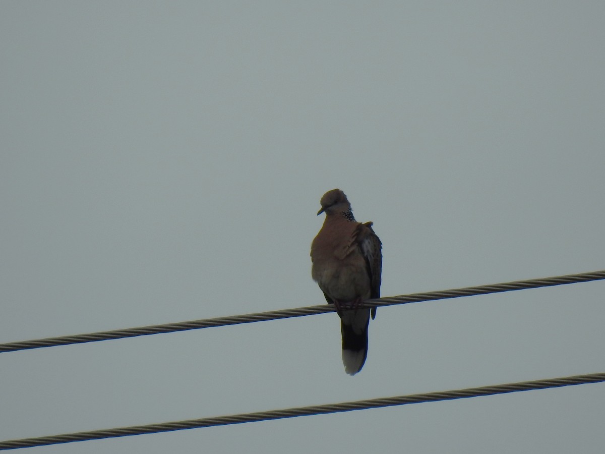 Spotted Dove - Monica Mesch