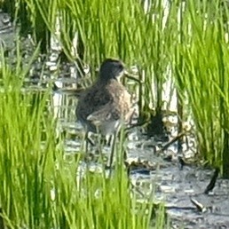 Wood Sandpiper - Kuan Chia Hsiu