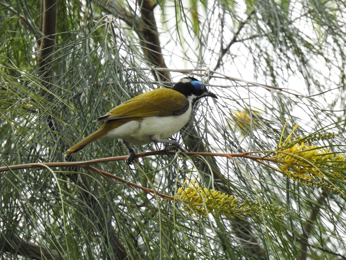 Blue-faced Honeyeater - Monica Mesch