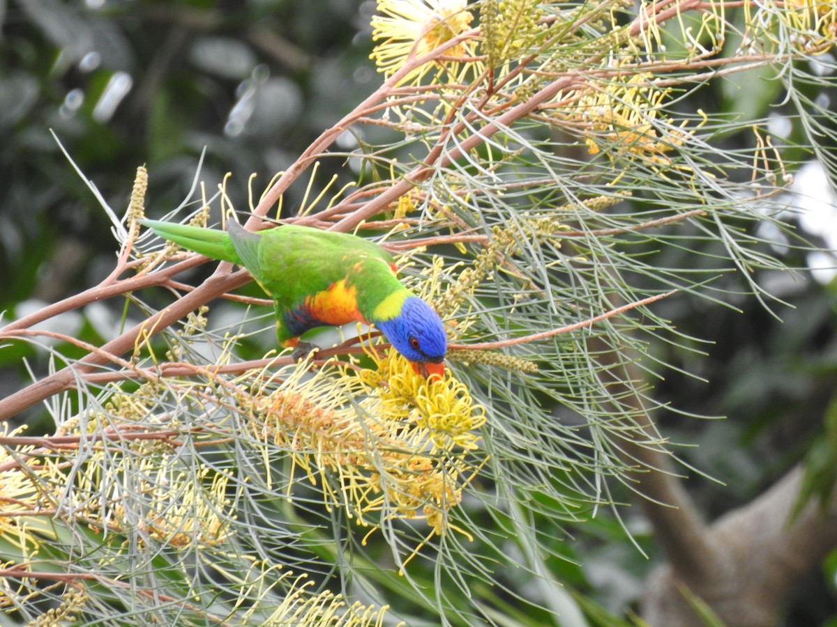 Rainbow Lorikeet - Monica Mesch