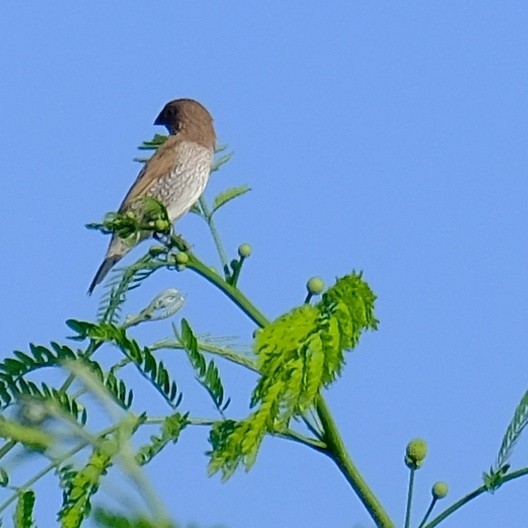 Scaly-breasted Munia - Kuan Chia Hsiu