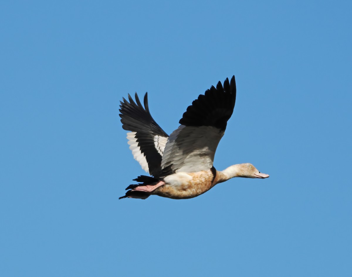 Radjah Shelduck - ML622830646