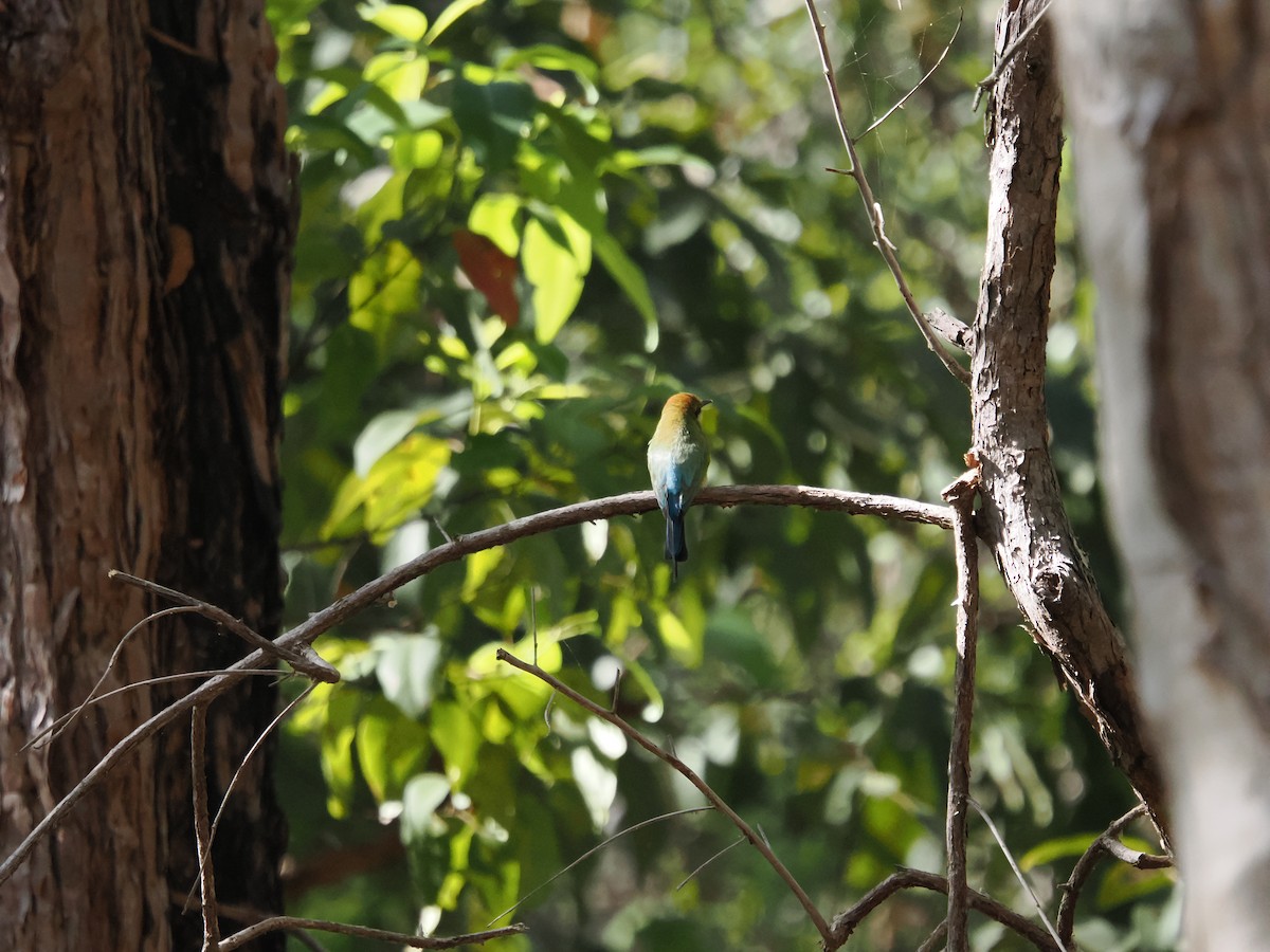 Rainbow Bee-eater - ML622830653