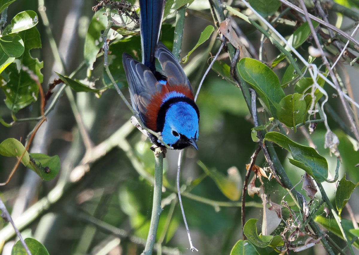 Lovely Fairywren - ML622830655